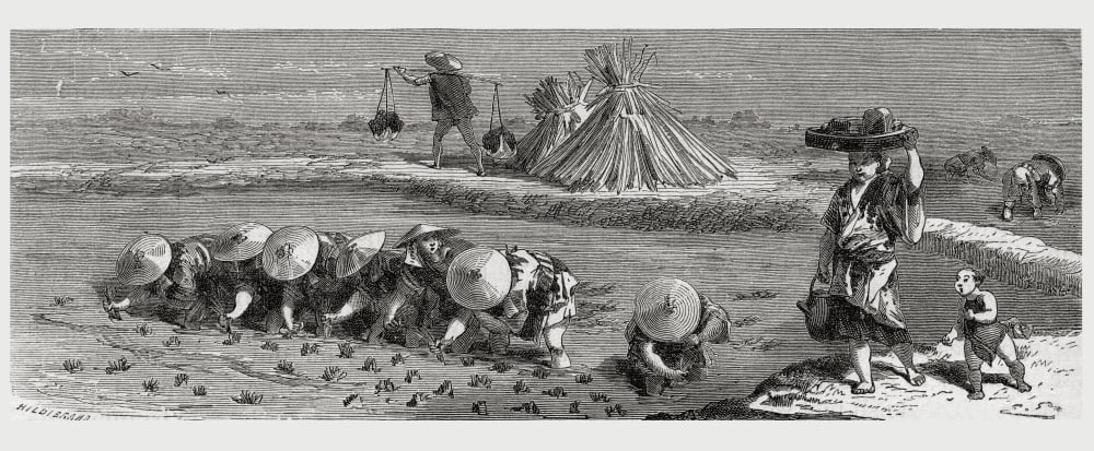 Cultivation Of Rice In Japan In The 19Th Century From El Mundo En La Mano Published 1875 Canvas Art - Ken Welsh Design Pics (22 x 9)