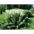 thumbnail image 1 of Culver's Root, 1 of 1