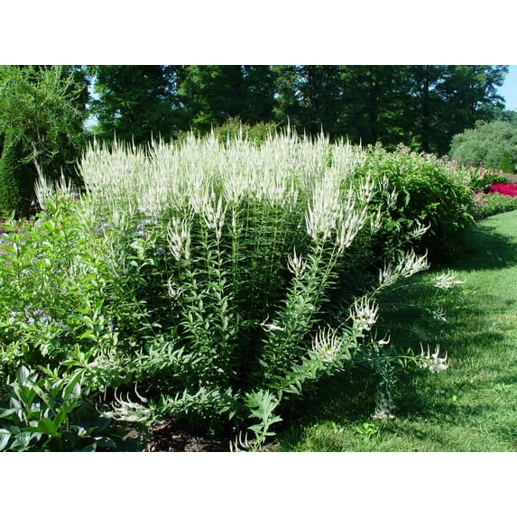 Culver's Root