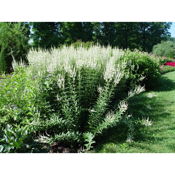 Culver's Root
