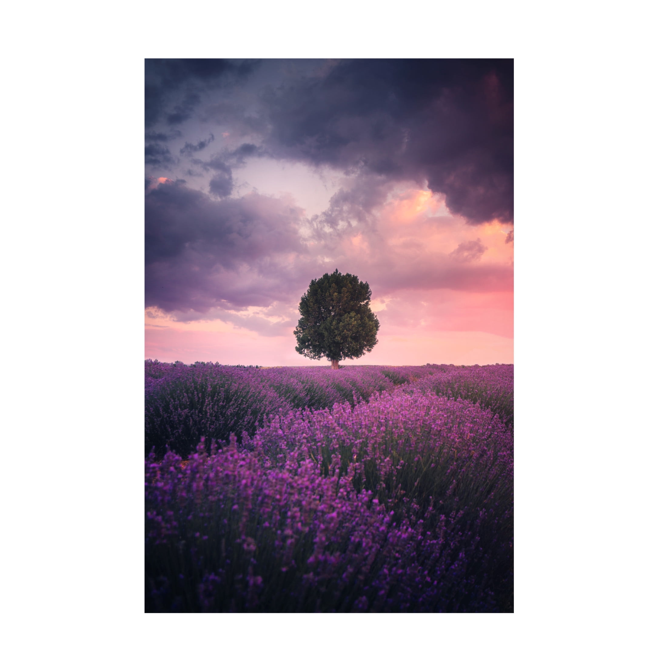 Cuma Cevik 'Lavender Fields' Canvas Art - 22 x 32 Inches