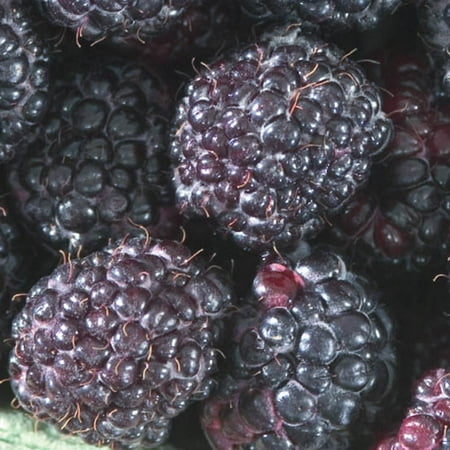 Cumberland Raspberry Bush, Deciduous Fruit Bearing Plant, grown in a 1.50 Gallon Pot (1-Pack)