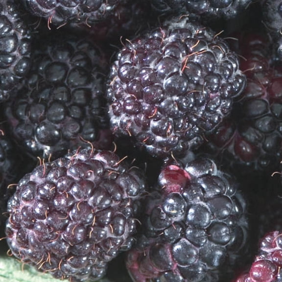 Cumberland Raspberry Bush, Deciduous Fruit Bearing Plant, grown in a 1.50 Gallon Pot (1-Pack)