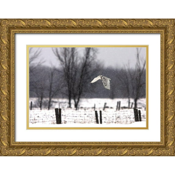 Cumming 18x14 Gold Ornate Wood Framed with Double Matting Museum Art Print Titled - A snowy Snowy Owl
