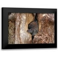 thumbnail image 1 of Cumming, Jim 14x11 Black Modern Framed Museum Art Print Titled - Baby Porcupine In Tree, 1 of 5