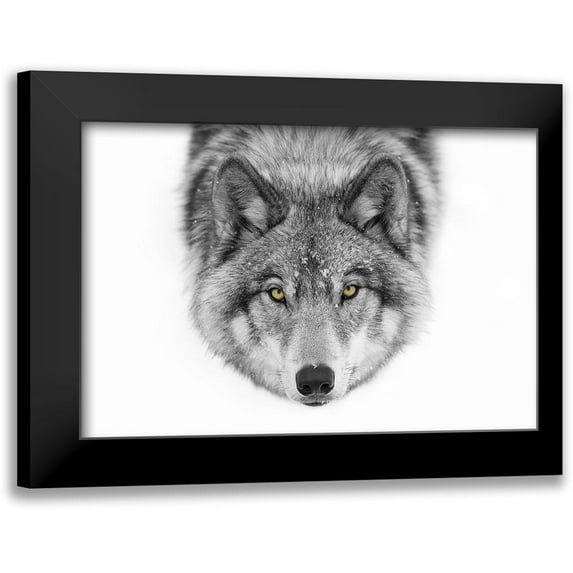 Cumming, Jim 18x13 Black Modern Framed Museum Art Print Titled - Yellow Eyes - Timber Wolf