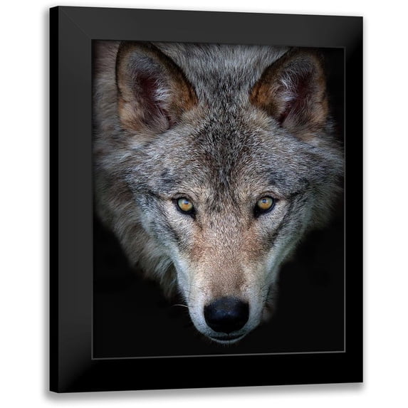 Cumming, Jim 20x24 Black Modern Framed Museum Art Print Titled - All The Better To See You - Timber Wolf