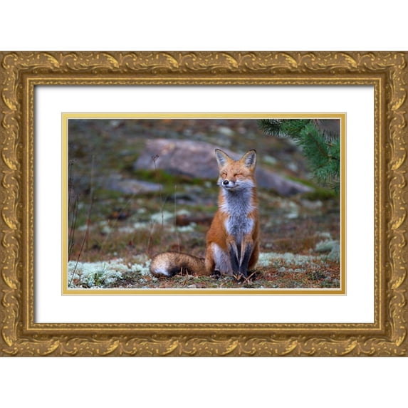 Cumming, Jim 24x16 Gold Ornate Wood Framed with Double Matting Museum Art Print Titled - Fox Zen - Algonquin Park