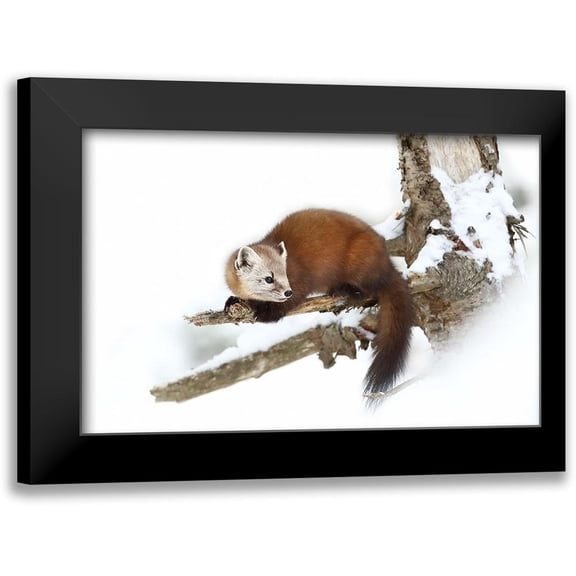 Cumming, Jim 24x17 Black Modern Framed Museum Art Print Titled - Pine Marten - Algonquin Park