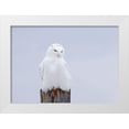 thumbnail image 1 of Cumming, Jim 24x18 White Modern Wood Framed Museum Art Print Titled - Snowy Owl - The Ghost, 1 of 4