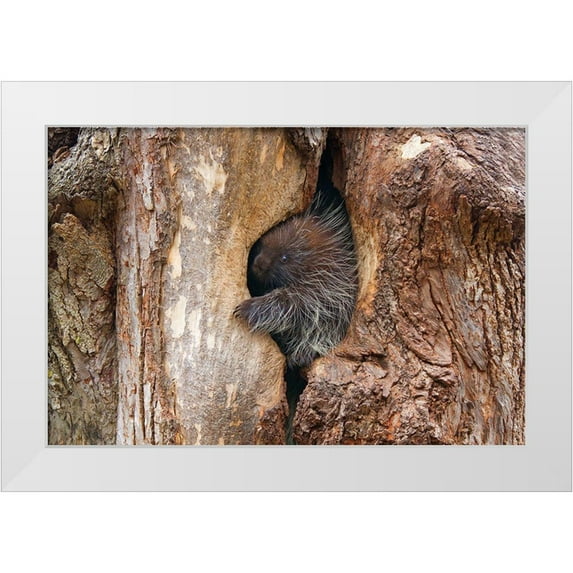 Cumming, Jim 32x23 White Modern Wood Framed Museum Art Print Titled - Baby Porcupine In Tree