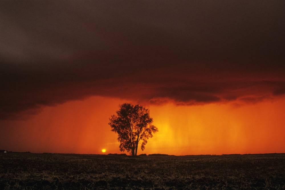 Cumulonimbus Cloud And Cottonwood Tree Near Dugald Manitoba Canvas Art - Dave Reede Design Pics (34 x 22)