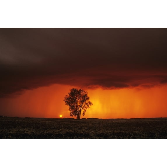 Cumulonimbus Cloud And Cottonwood Tree, Near Dugald, Manitoba Poster Print (34 x 22)