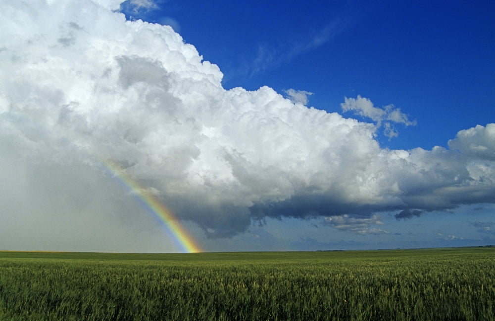 Cumulonimbus Cloud Mass And Rainbow With Wheat Field In The Foreground Near Bromhead Saskatchewan Canvas Art - Dave Reede Design Pics (17 x 11)