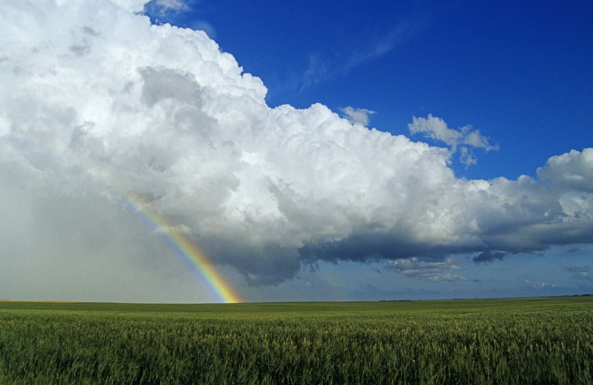 Cumulonimbus Cloud Mass And Rainbow With Wheat Field In The Foreground Near Bromhead Saskatchewan Canvas Art - Dave Reede Design Pics (34 x 22)