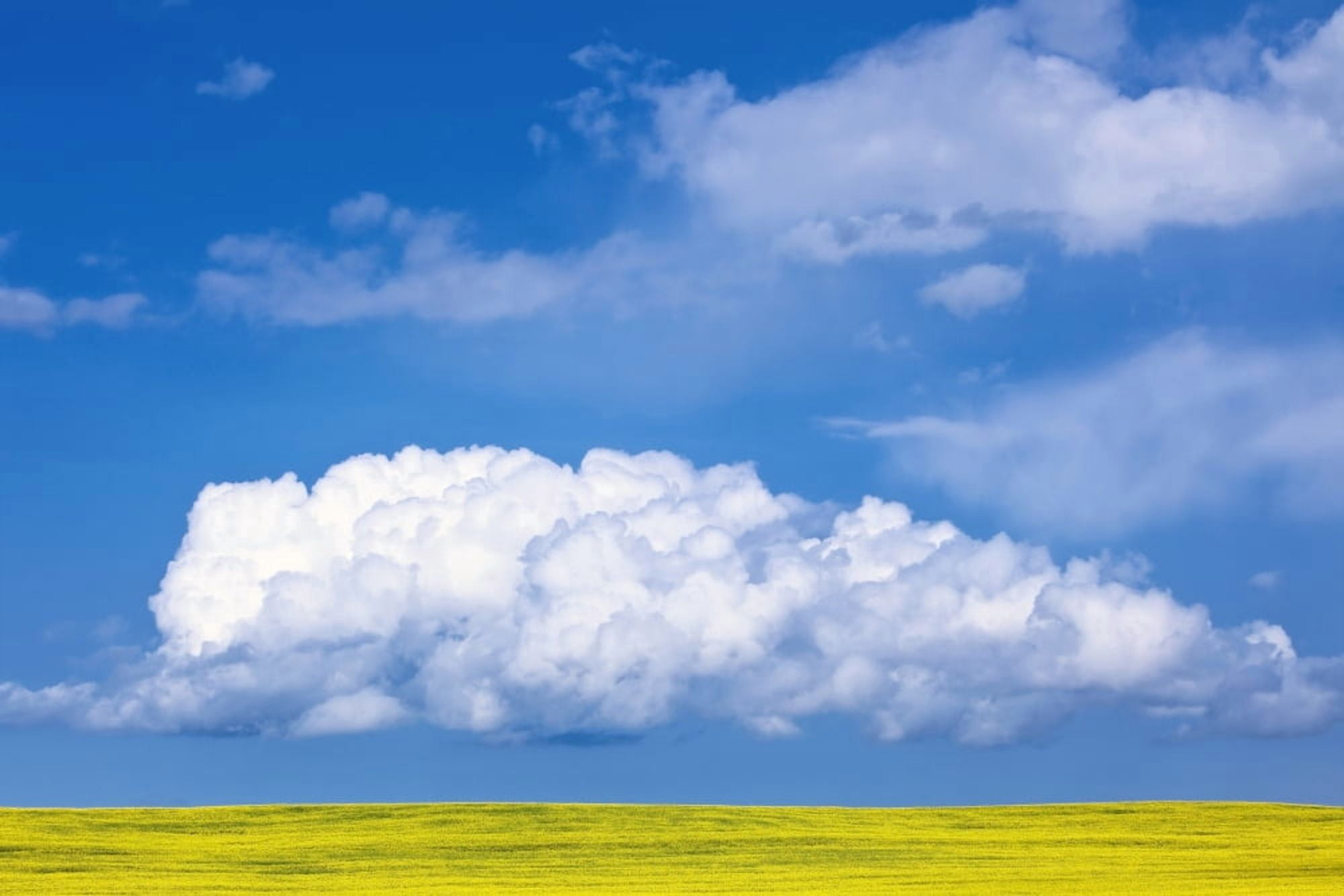 Cumulus Clouds Building Over Canola Field Pembina Valley Manitoba Canvas Art - Ken Gillespie Design Pics (17 x 11)