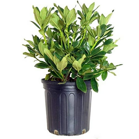 Rhododendron cat. 'Cunningham's White' (Rhododendron) Evergreen, white flowers, #2 - Size Container
