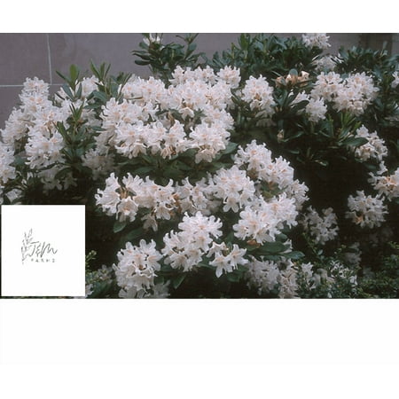 Cunningham's White Rhododendron Live Plant 12-18" in Height in a #3 Container