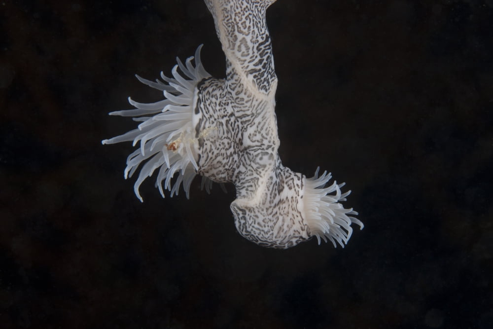 Cup coral polyps hang under a ledge on a reef in Fiji Canvas Art - Terry MooreStocktrek Images (18 x 12)