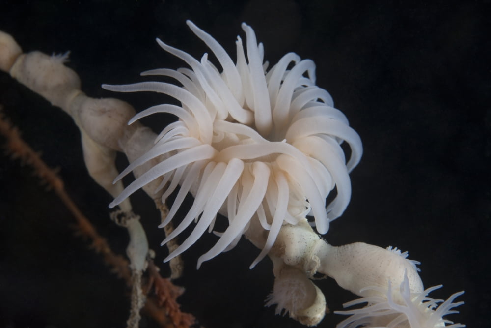 Cup coral polyps hang under a ledge on a reef in Fiji Canvas Art - Terry MooreStocktrek Images (35 x 23)