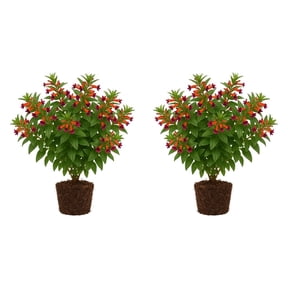 Cuphea Starter Plants - Set of 2 Hummingbird Cigar Flowers, Full Sun, USDA Zones 9-11, Ships Bare Root, No Pot