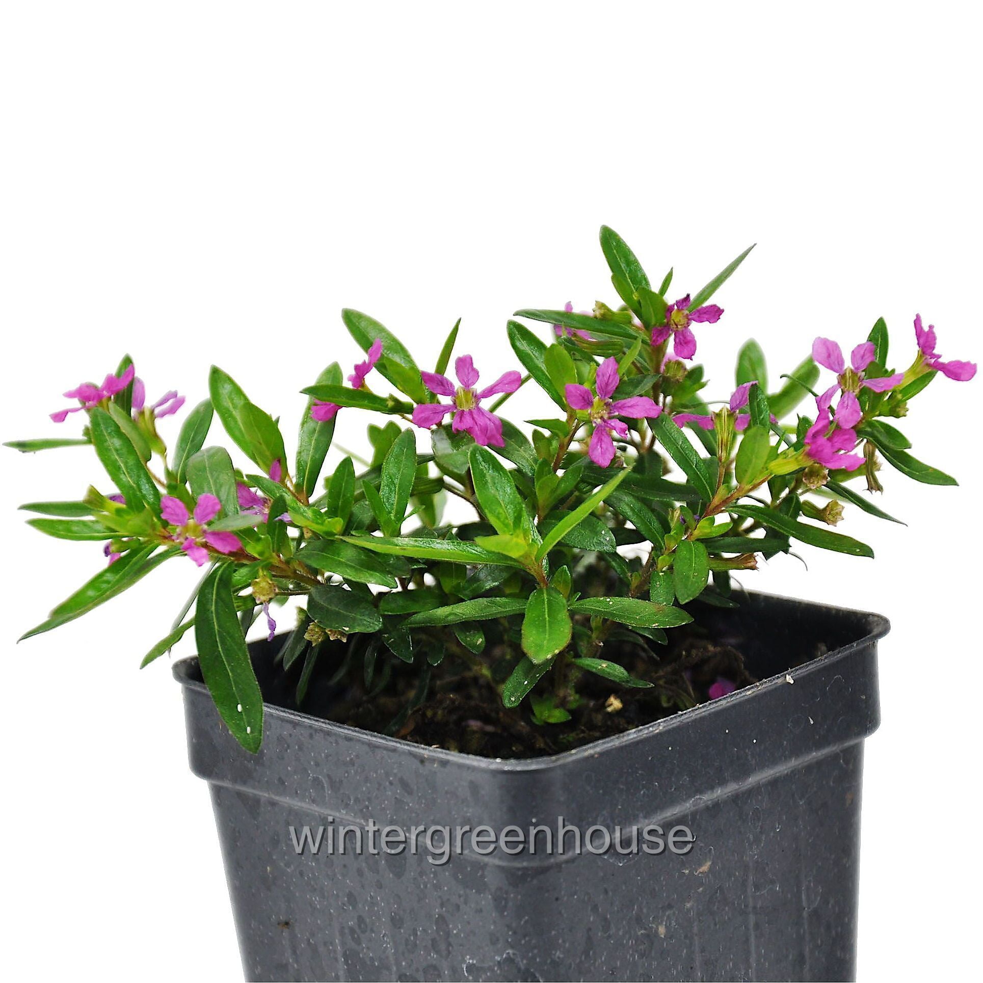 Cuphea hyssopifolia, Tiny Elfin Herb, Mexican Heather - Pot Size: 3in (2.6x3.5in) - Flowers