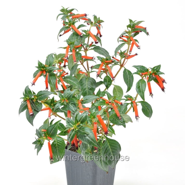 stargazer lily plant Lily Oriental Stargazer - 5 bulbs