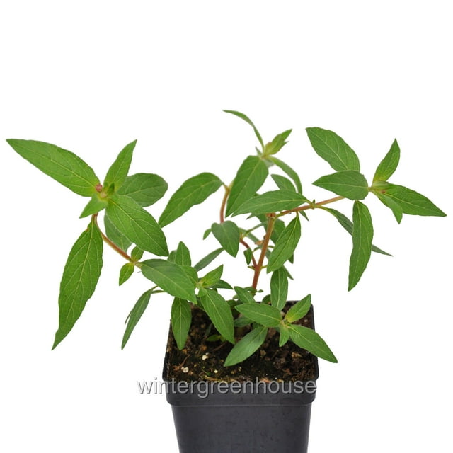 Cuphea Llavea Batfaced Red Cuphea 3" Pot Size Perennial Flowers