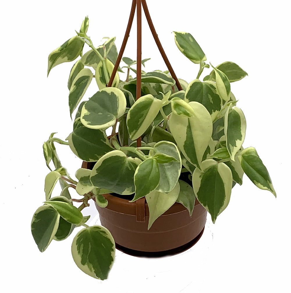 Cupid Peperomia 4 Mini Hanging Basket/Saucer - Easy to Grow