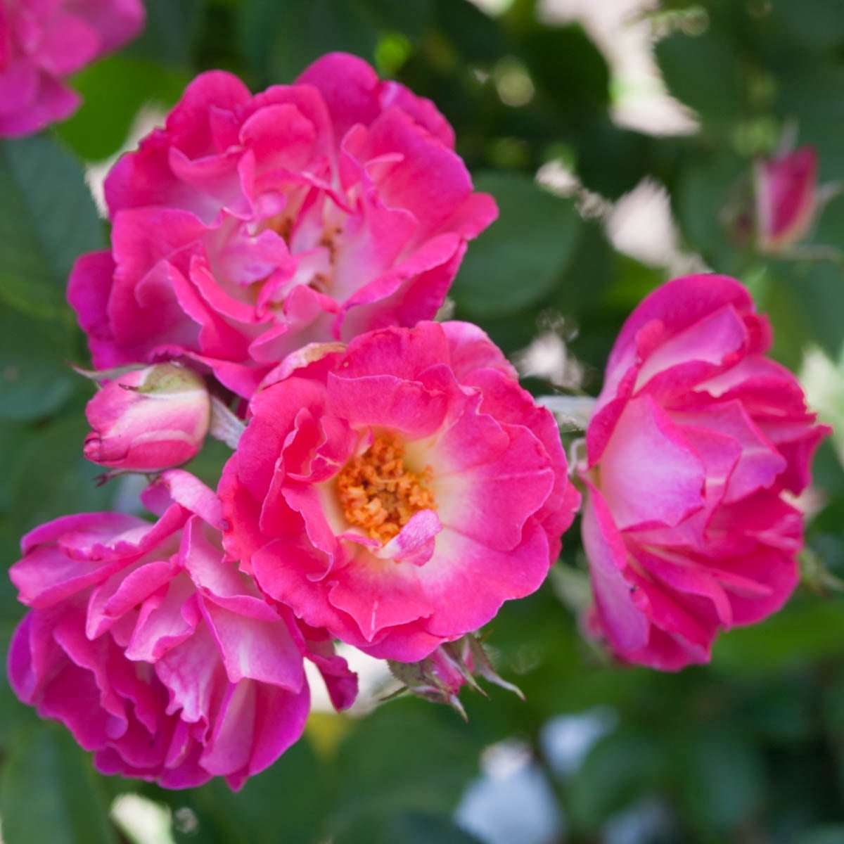 Dormant Mini Roses Cupids Kisses Dormant Bare Root Miniature Rose, Includes one dormant ...