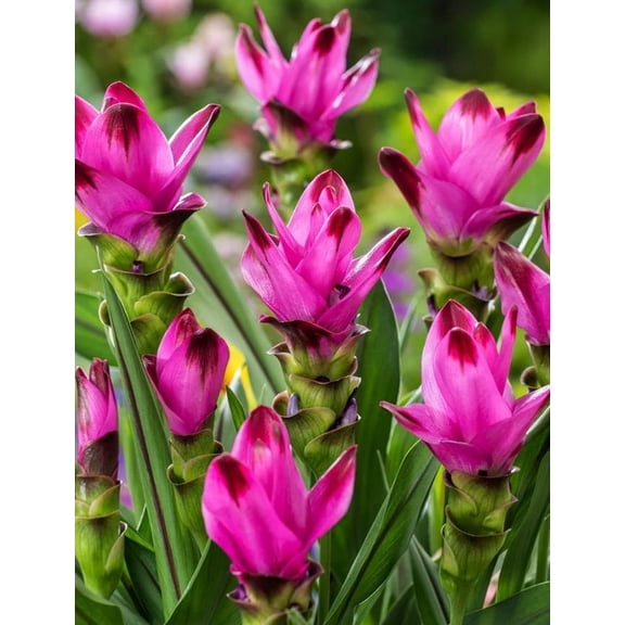 Curcuma Siam Splash Ornamental Ginger Plant, Deep Pink Blossoms Tulip Ginger Plants 5-7"Tall, No Pot