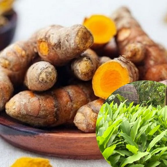 Curcuma Turmeric Plants Live Roots 4-6 Inch Tall, Turmeric Curcuma Plant for Home Garden Planting