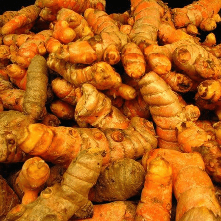 Curcuma Yellow Turmeric Plant Live, Live Turmeric Plant for Outdoor Landscape, 4 Inch