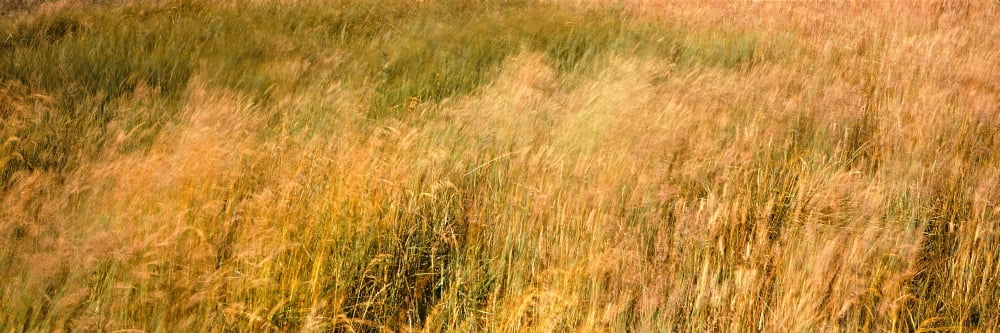 Curing grass in field Quail Hollow Ranch County Park Felton Santa Cruz County California USA Canvas Art - Panoramic Images (27 x 9)