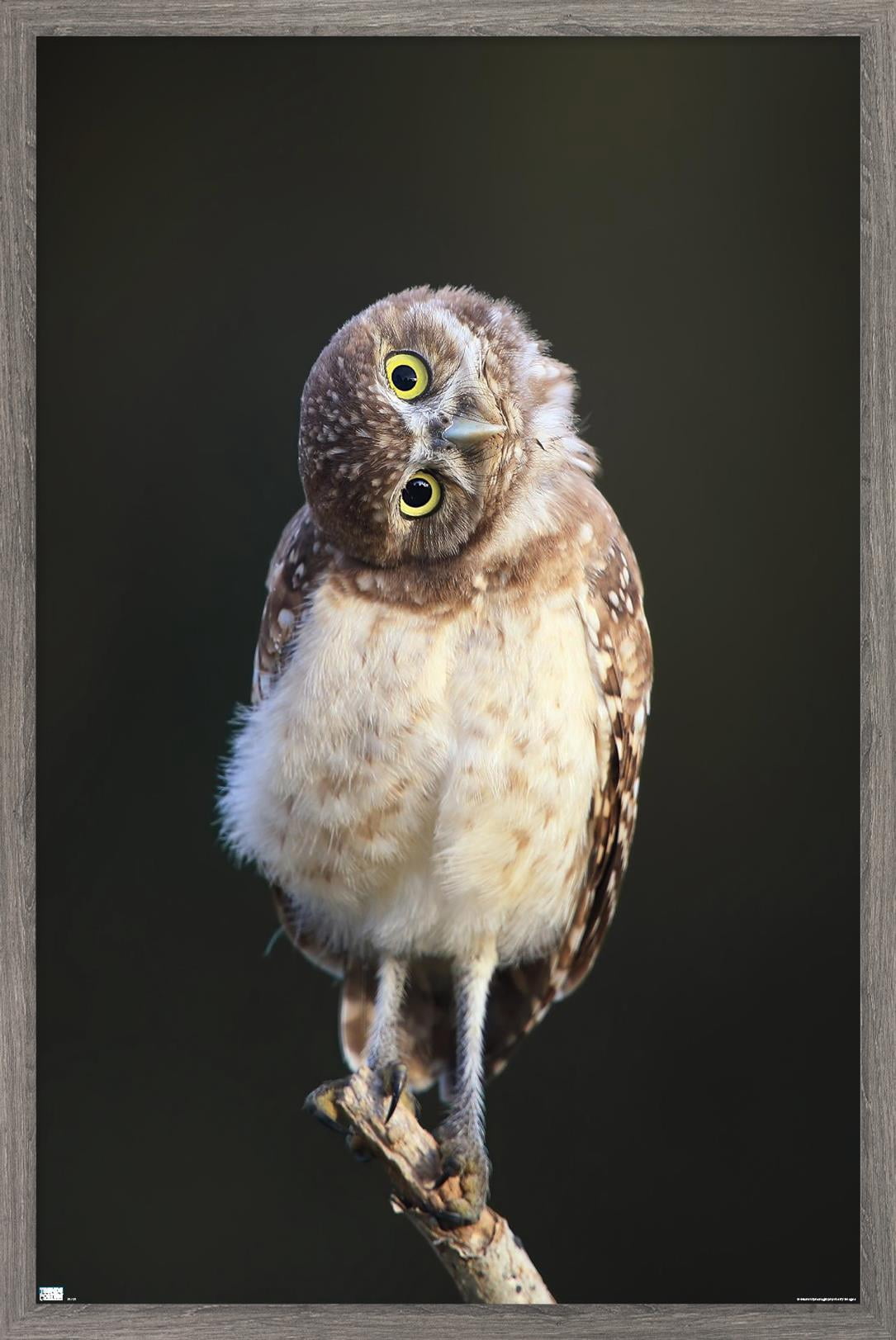 Curious Burrowing Owlet Wall Poster, 14.725" x 22.375" Framed