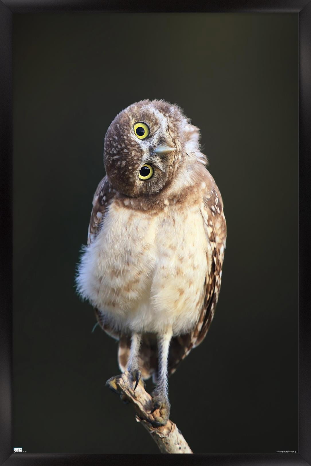 Curious Burrowing Owlet Wall Poster, 14.725" x 22.375" Framed