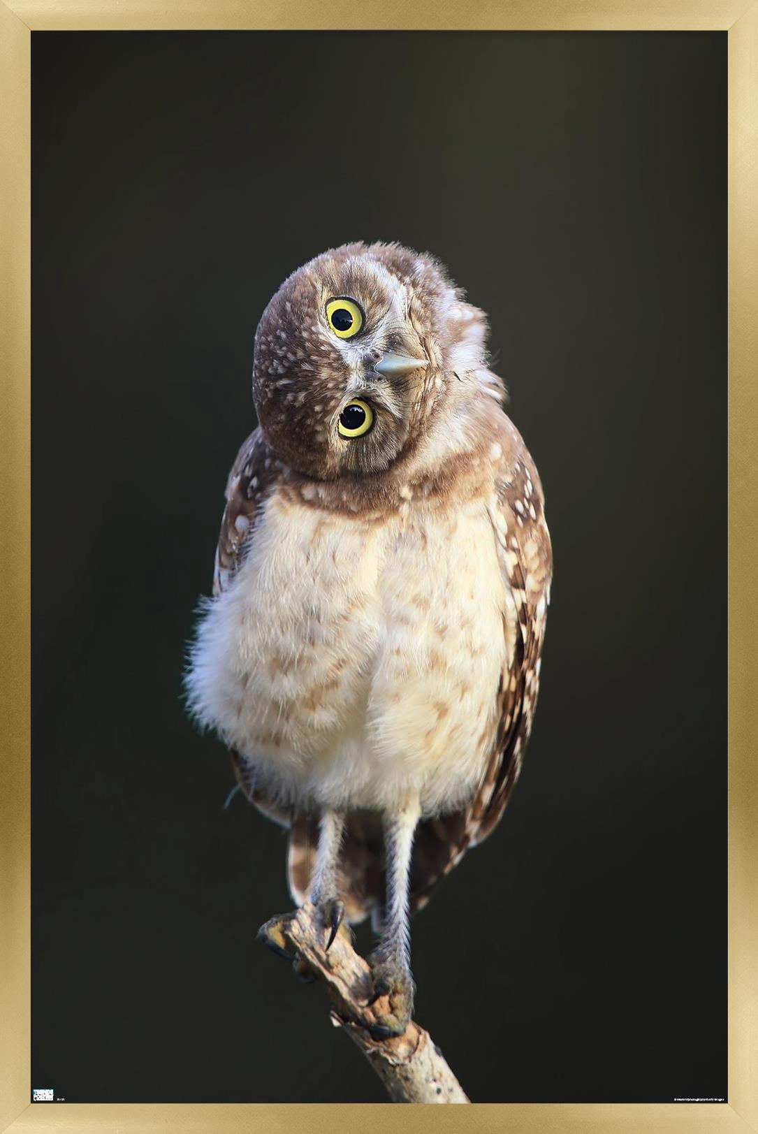 Curious Burrowing Owlet Wall Poster, 22.375" x 34" Framed