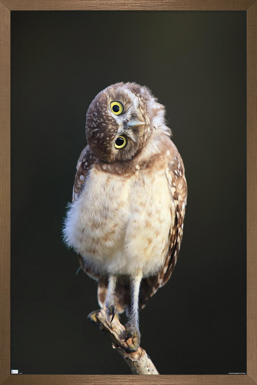 Curious Burrowing Owlet Wall Poster, 22.375" x 34" Framed