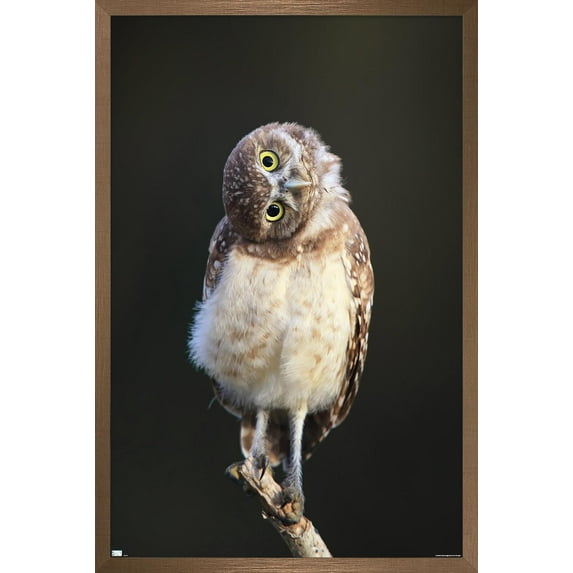 Curious Burrowing Owlet Wall Poster, 22.375" x 34" Framed
