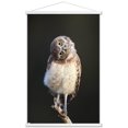 thumbnail image 1 of Curious Burrowing Owlet Wall Poster with Magnetic Frame, 22.375" x 34", 1 of 6