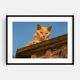 thumbnail image 1 of Curious Cat on the Lookout, York County PA - Pennsylvania Photography Cat Animal Wildlife Portrait Rustic Nature Farmhouse Black Framed Wall Art Print 24 x 36 inches, 1 of 4