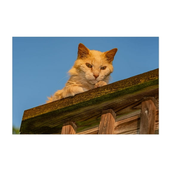 Curious Cat on the Lookout, York County PA - Pennsylvania Photography Cat Animal Wildlife Portrait Rustic Nature Farmhouse Unframed Wall Art Print 20 x 28 inches