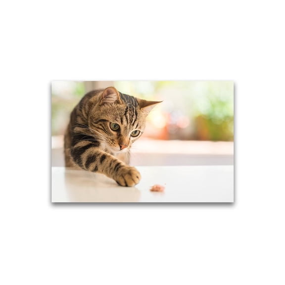 Curious Cat Reaching For Food Poster -Image by Shutterstock