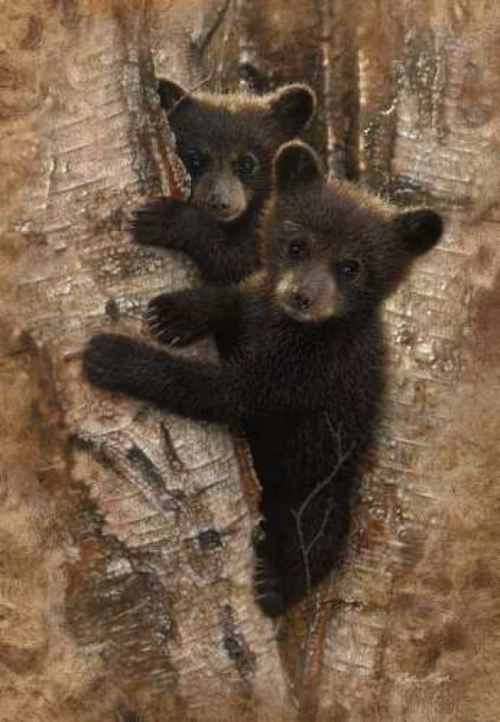 Curious Cubs Canvas Art - Colin Bogle (20 x 28)