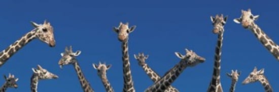 Curious Giraffes (concept) Kenya Africa Canvas Art - Panoramic Images (36 x 12)