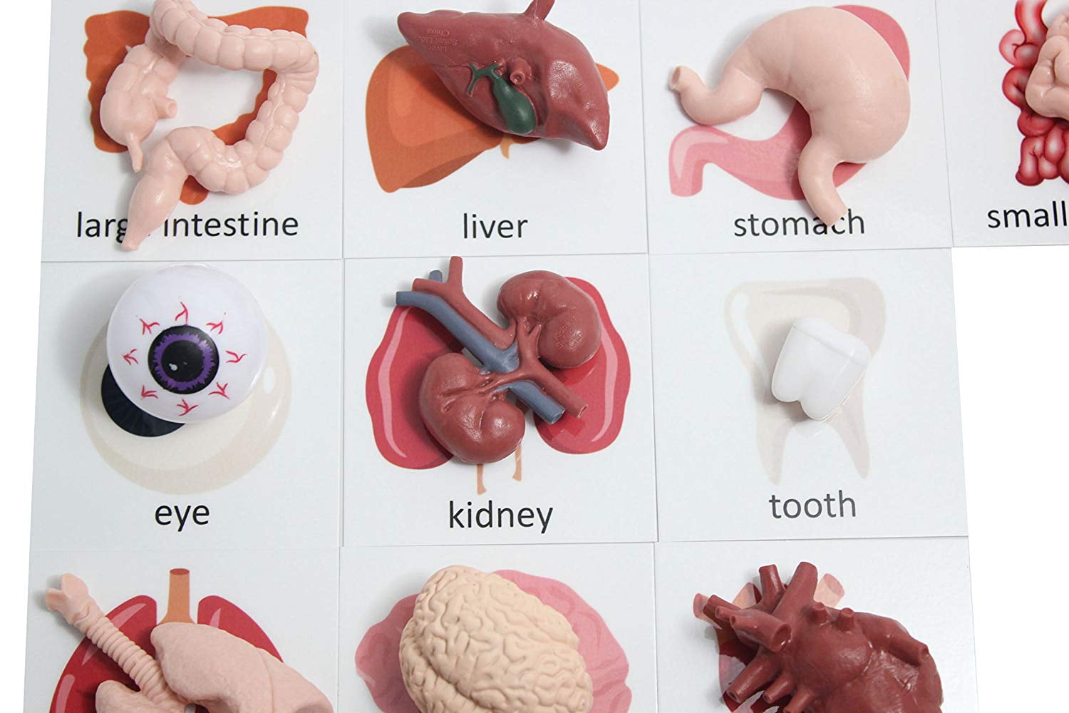 Curious Minds Busy Bags Montessori Human Organ Match - Miniature Body Parts with Cards to Match - Early Childhood Biology Learning Toy