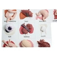 thumbnail image 1 of Curious Minds Busy Bags Montessori Human Organ Match - Miniature Body Parts with Cards to Match - Early Childhood Biology Learning Toy, 1 of 8