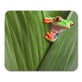 thumbnail image 1 of Curious Red Eyed Tree Frog Hiding in Green Leafs Mousepad Mouse Pad Mouse Mat 9x10 inch, 1 of 3