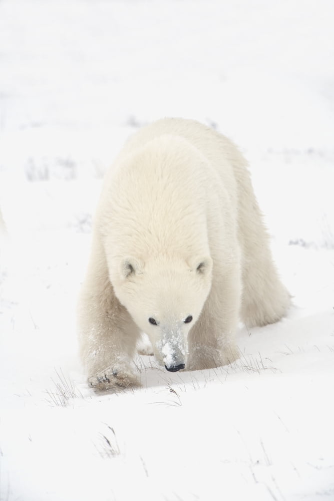 Curious Young Polar Bear (Ursus Maritimus) Exploring Churchill Manitoba Canada Canvas Art - Richard Wear Design Pics (26 x 40)