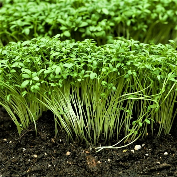 Curled Cress Plant Seeds - 200 Count Seed Pack - A Rather Fast-Growing, Edible herb. - Country Creek LLC